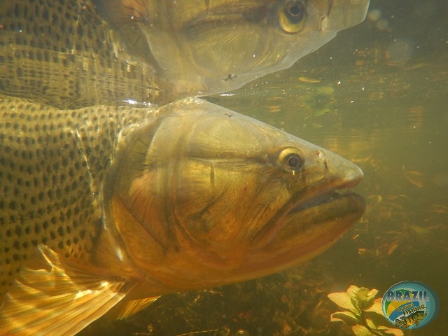 PIRA LODGE - Pantanal Argentino - Temporada 2.016